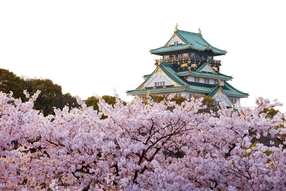 Osaka Castle Sakura - Ultimate Cherry Blossoms Japan Guide
