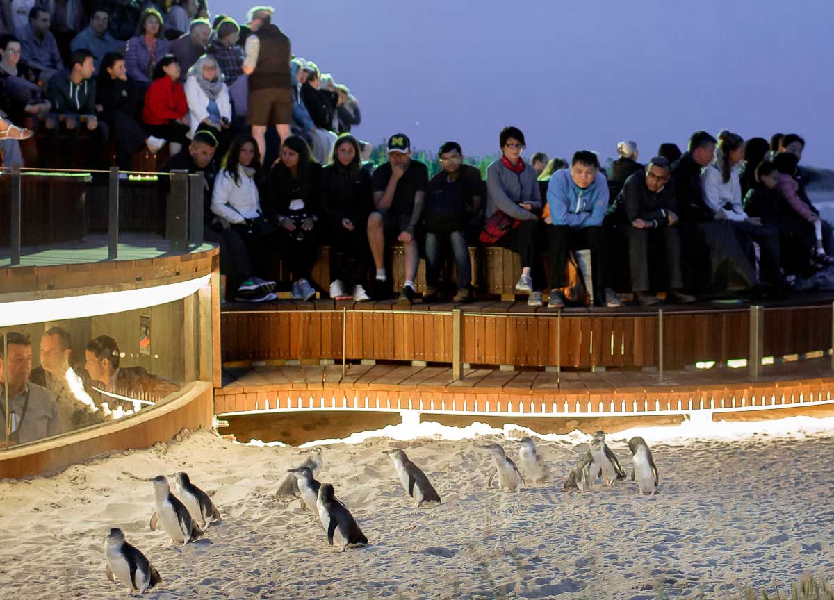 Penguin Parade - Phillip Island Guide: Day Trip From Melbourne