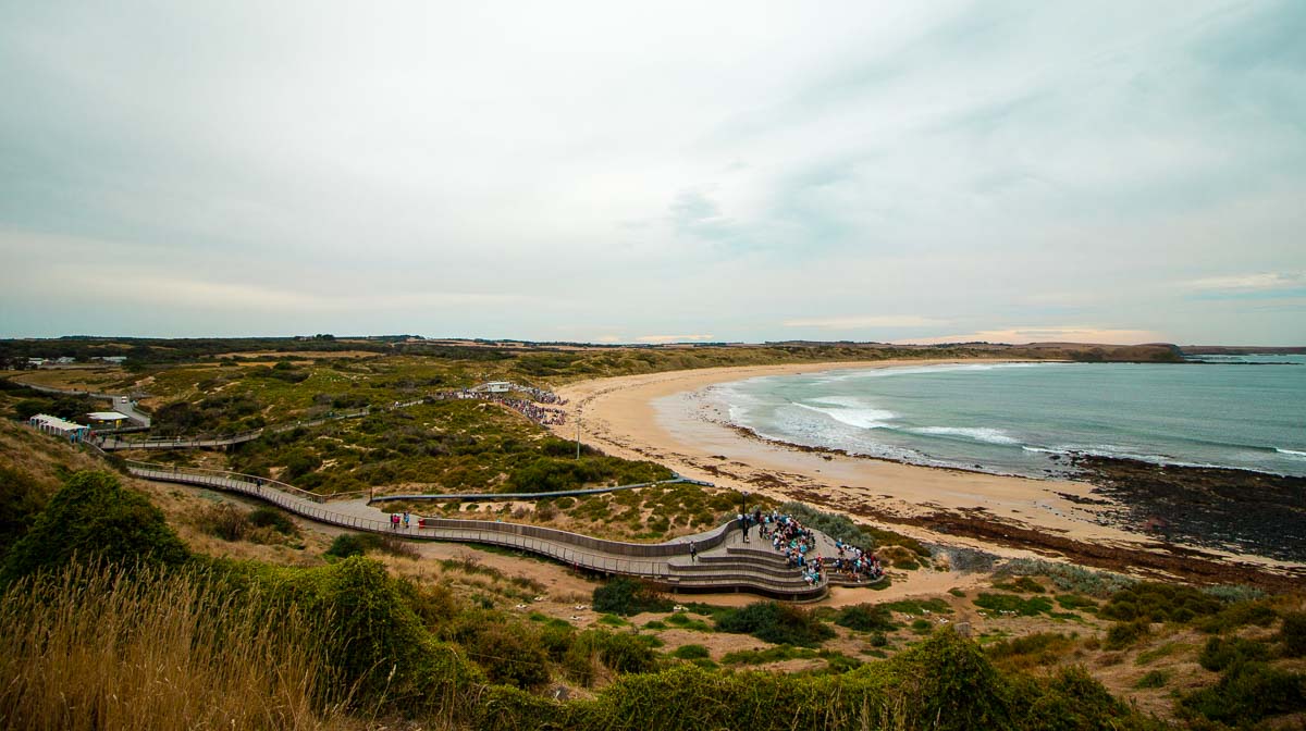 Penguin parade General Viewing - Phillip Island Guide: Day Trip From Melbourne