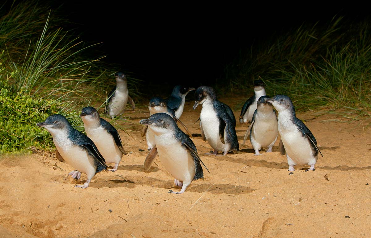 Penguin Parade in Phillip Island - Live from Aus