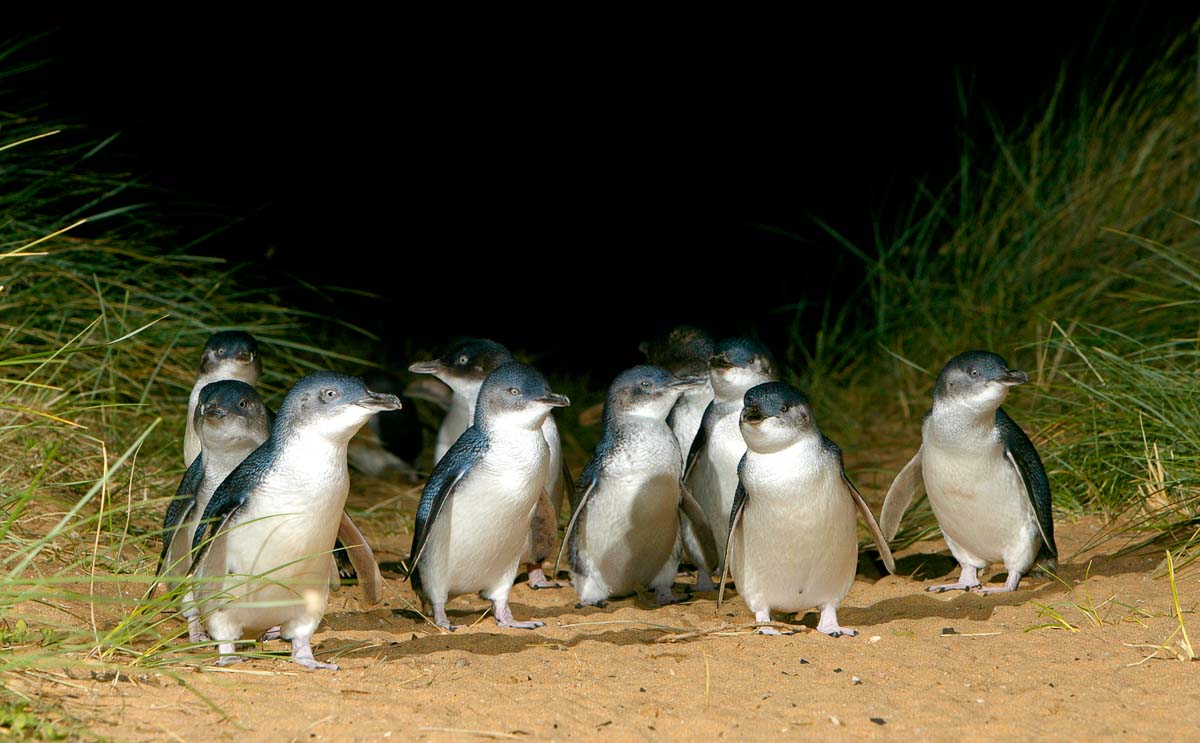 Penguin Parade on Philip island - Sydney to Melbourne Drive