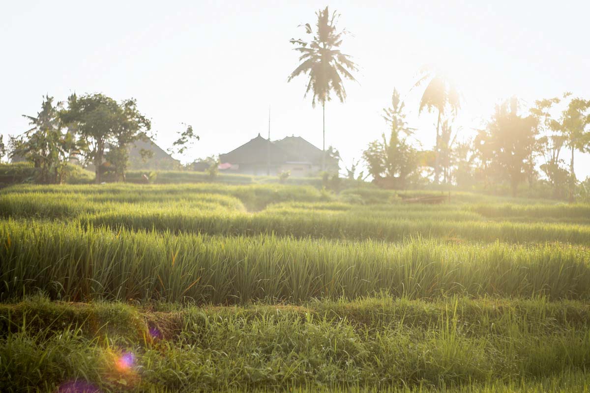 Random Rice Terrace - TTI Ambassadors Programme in Bali