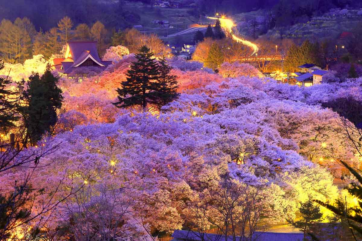Takato Castle Ruins Nagano Sakura - Ultimate Cherry Blossoms Japan Guide