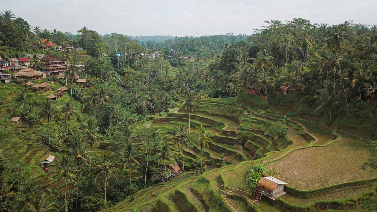 Tegallalang Rice Terrace 