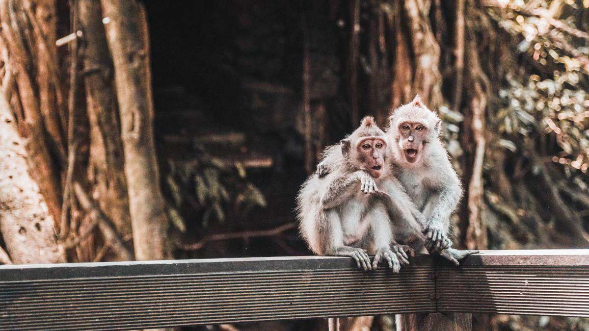 The Monkeys of the Ubud Sacred Monkey Forest