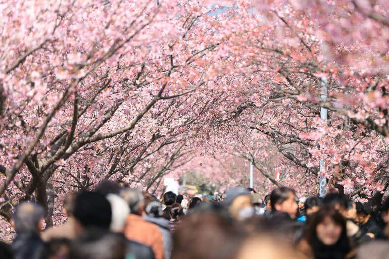 Tokyo Sakura - Japan cherry blossom