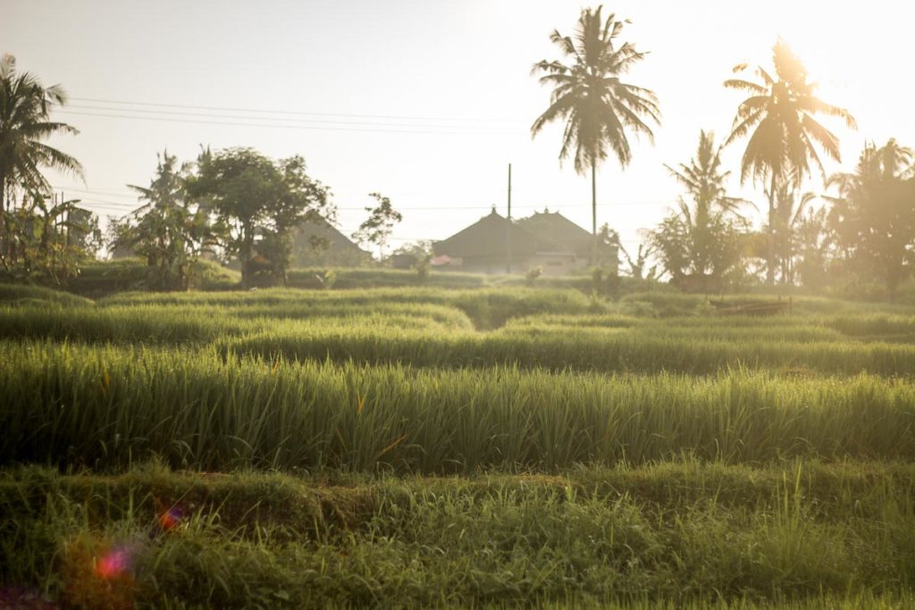 Ubud Rice Fields- Bali Itinerary