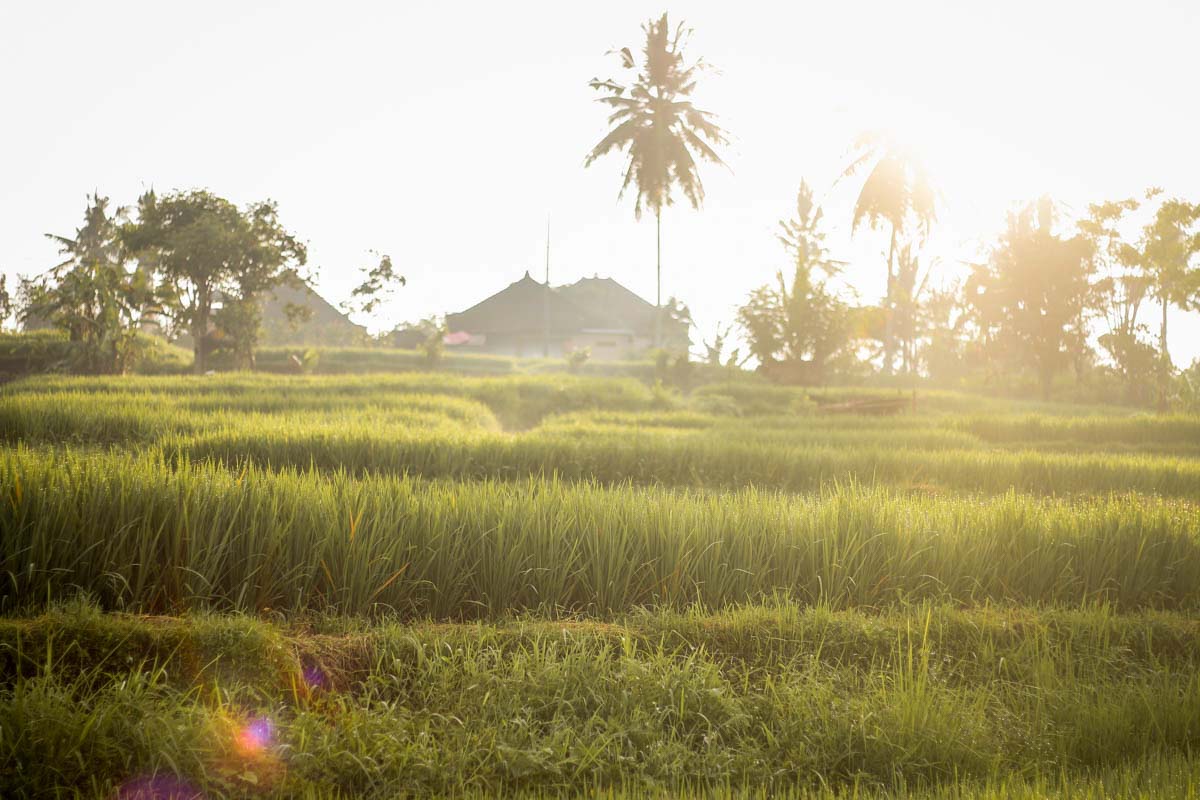 Ubud Rice Terrace - 5D Adventurous Bali Itinerary - Ubud, Seminyak, Uluwatu