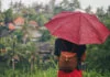 Umbrella-Ubud Travel Guide