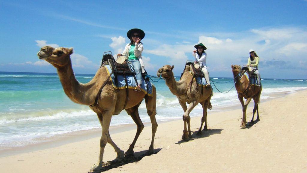 bali camel safari - Nusa Dua and Uluwatu Guide