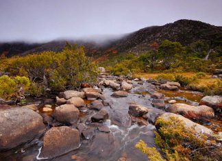 10 Things To Do In Tasmania — The Hidden Gem Of Australia Tarn Shelf with Fagus-things to do in tasmania