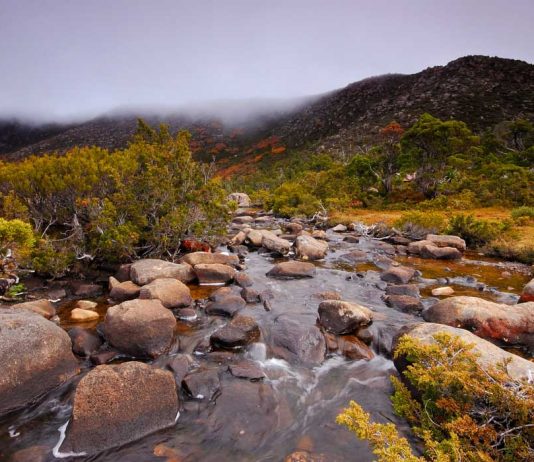 Tarn Shelf with Fagus-things to do in tasmania