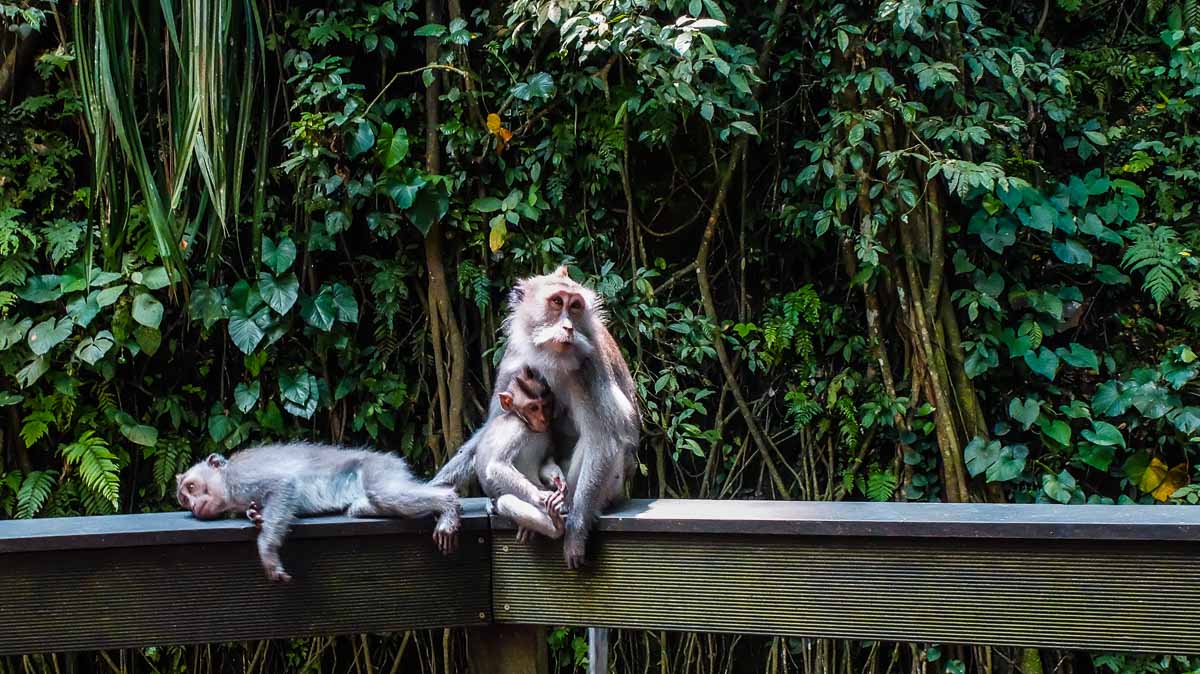monkey forest ubud bali - Lesser-Known Bali Itinerary