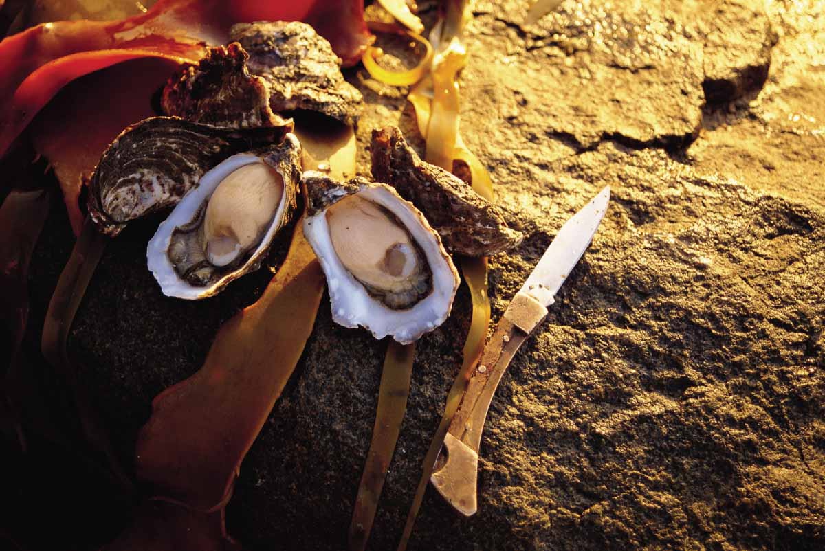 oysters-fresh seafood-oyster bay-things to do in tasmania