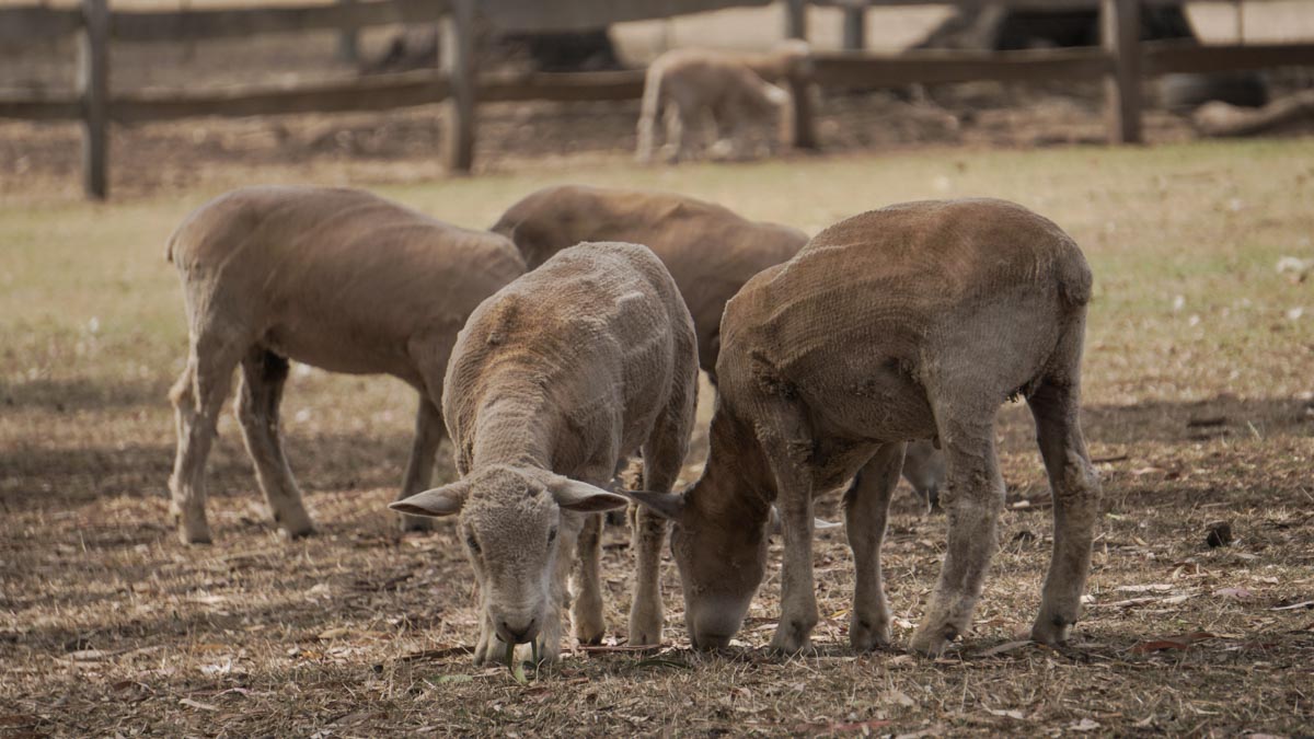 sheep at churchill island - melbourne road trip