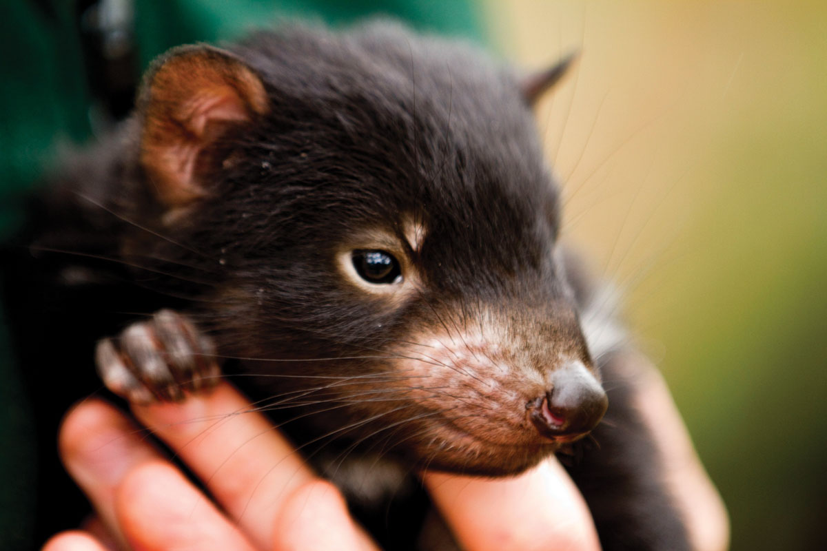 tasmanian devil-bonorong wildlife sanctuary-things to do in tasmania