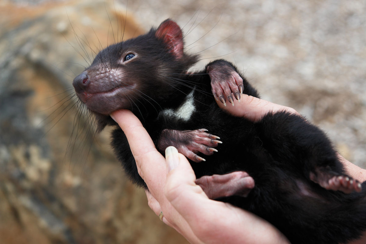 tasmanian-devil-tasmania-zoo-things-to-do-in-tasmania