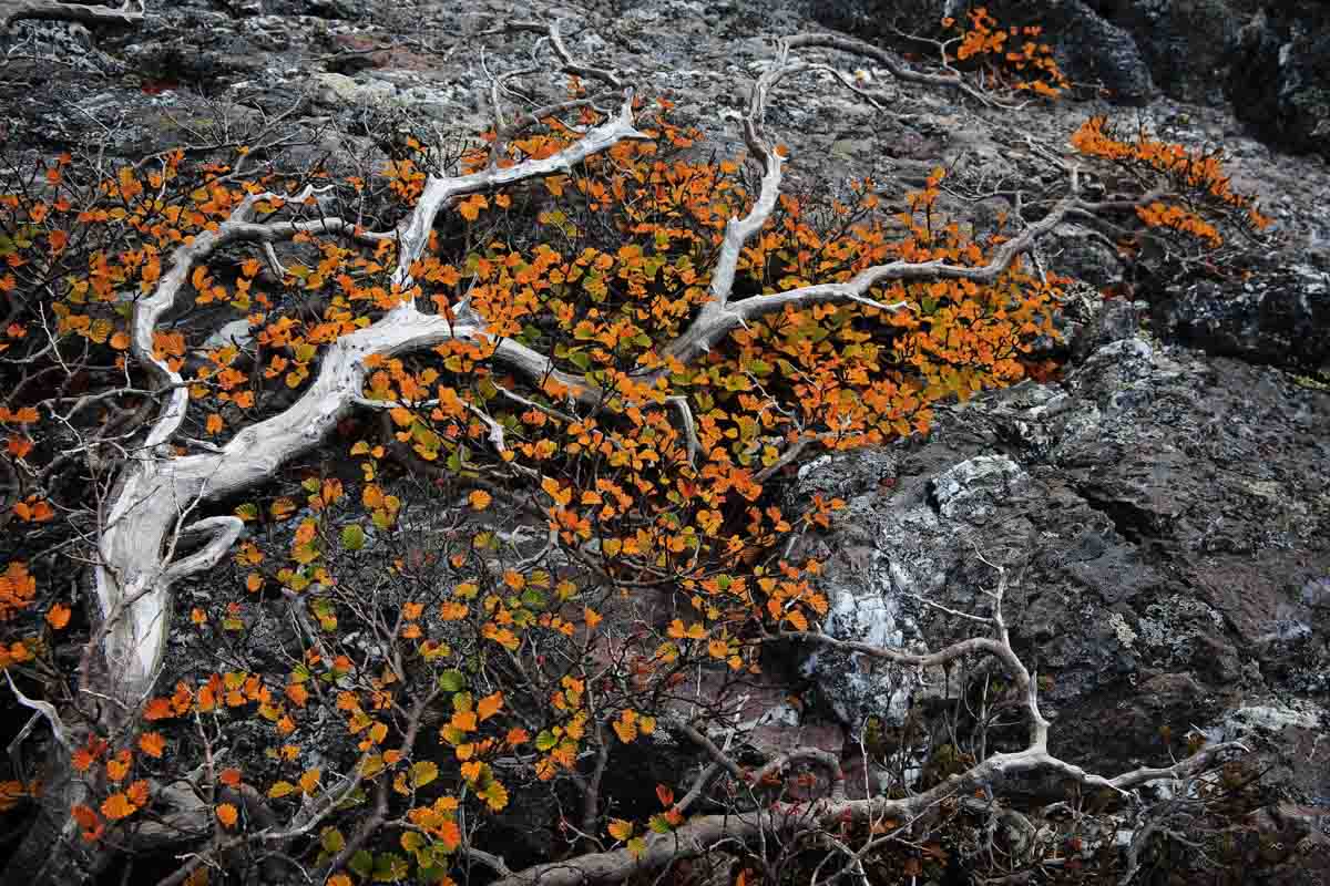 turning of the fagus-things to do in tasmania