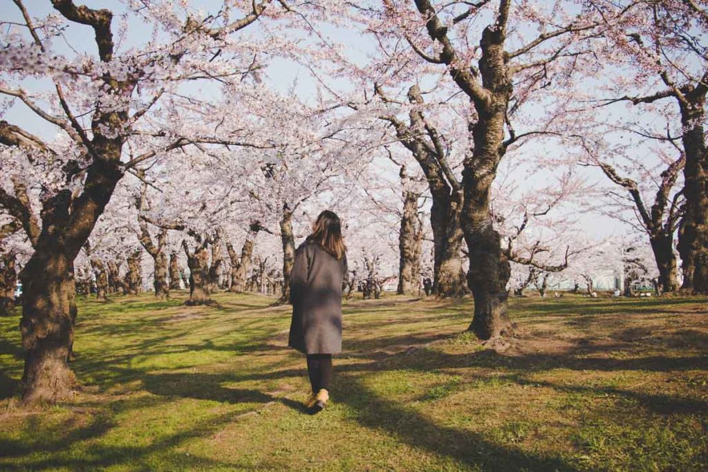 Goryokaku Park Sakura Trees-Budget Hokkaido Itinerary Road Trip