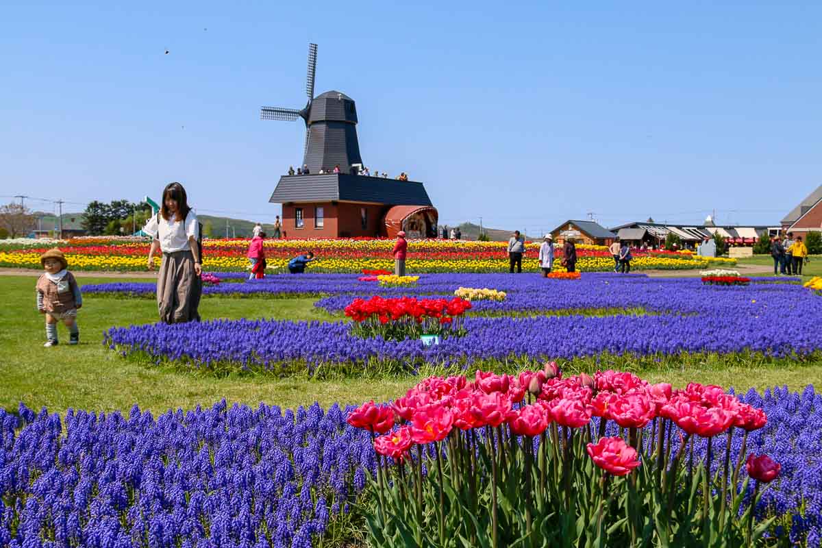 Kamiyubetsu Tulip Park - Budget Hokkaido Itinerary