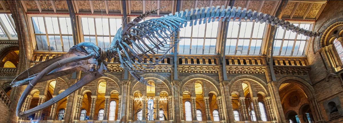 Natural History Museum in London - Scotland Wales London Itinerary BritRail Pass