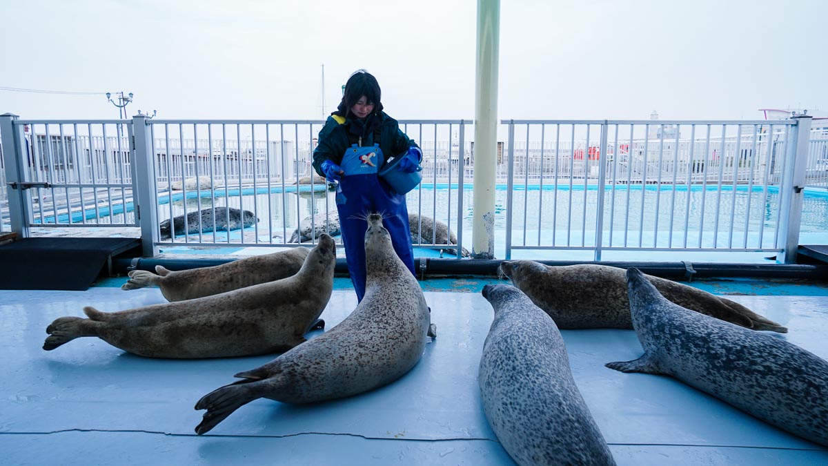 Seal show at Okhotsk Tokkari Centre-Budget Hokkaido Itinerary Road Trip