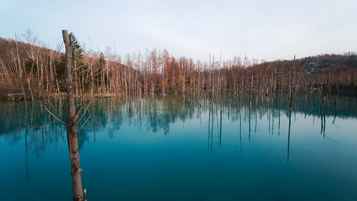 Shirogane Blue Pond in Biei-Budget Hokkaido Itinerary Road Trip