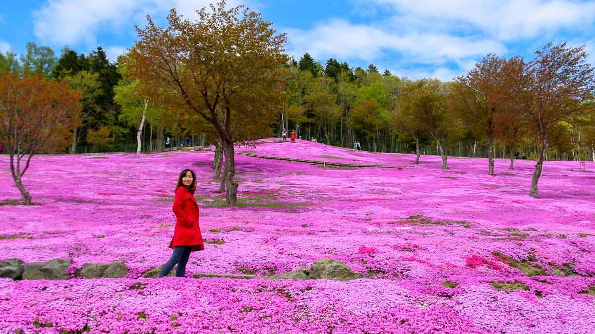 Takinoue Park Pink Moss - Budget Hokkaido Itinerary