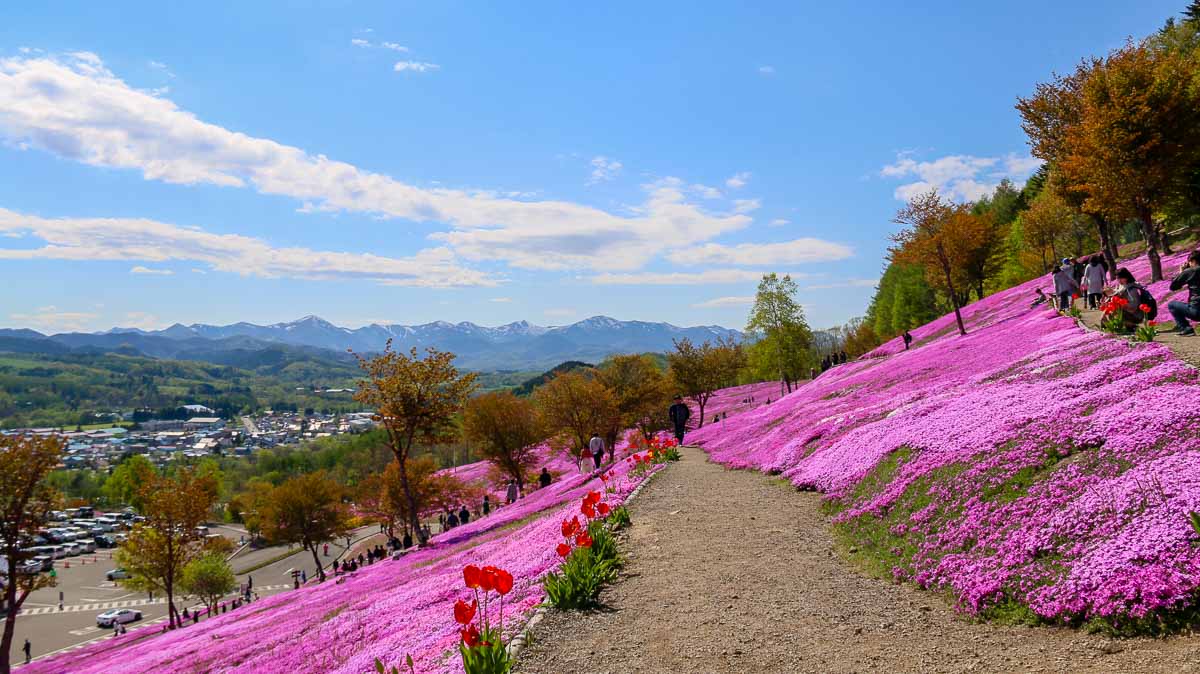 Takinoue Park Pink Moss - Budget Hokkaido Itinerary