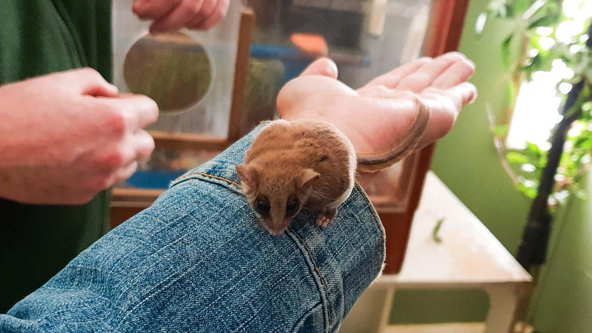 Feathertail glider taronga zoo - NSW Australia Road Trip Itinerary