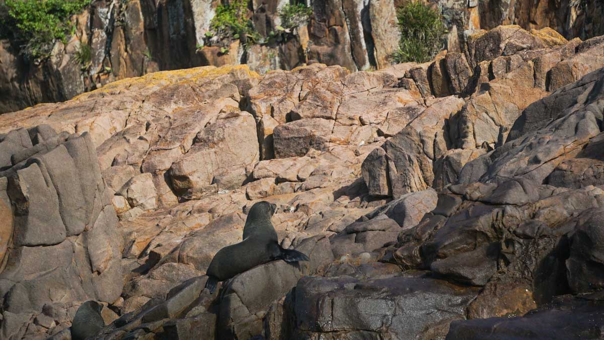 Fur seals on whale-watching cruie Port Stephens - Australia Road Trip