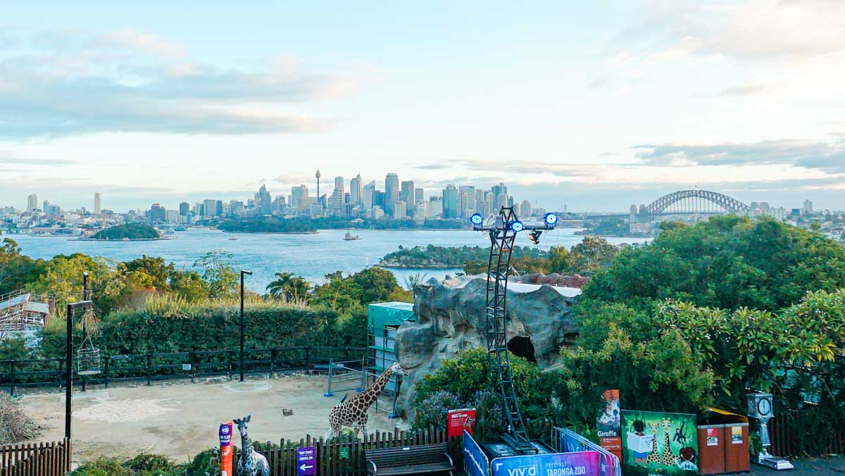 Giraffe taronga zoo - NSW Australia Road Trip Itinerary