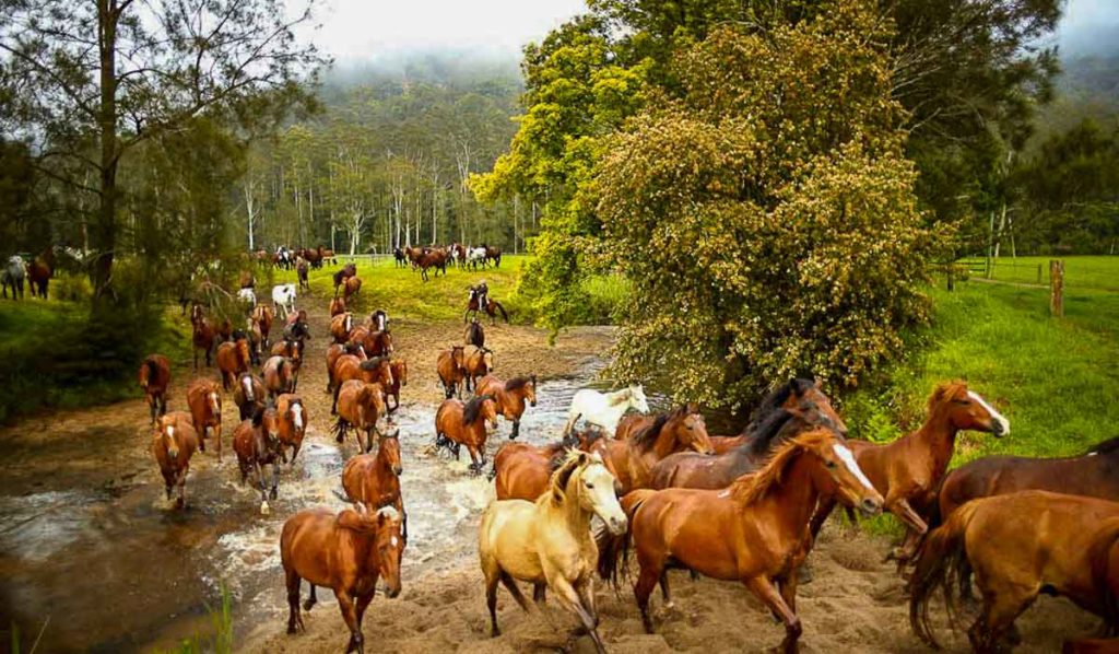 Glenworth Valley Running of horses - Things to do in NSW