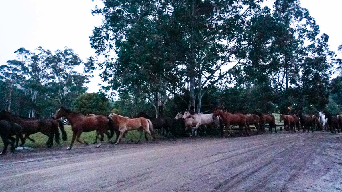 Glenworth Valley running of horses - Australia Road Trip