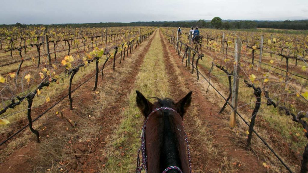 Hunter Valley horse riding among vineyards- New South Wales Road Trip Itinerary