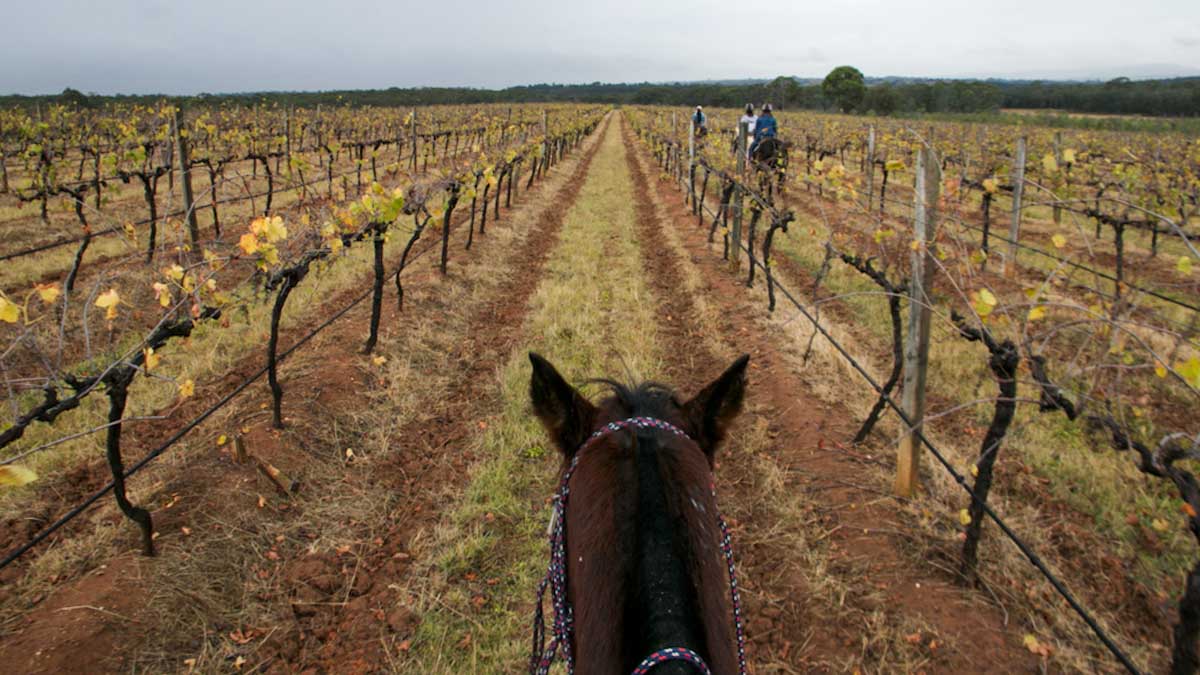 Hunter Valley horse riding among vineyards- NSW Australia Road Trip Itinerary