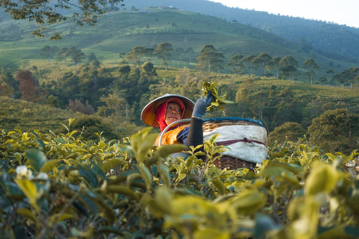 Kemuning Tea Plantation Work - Yogyakarta Photography Guide