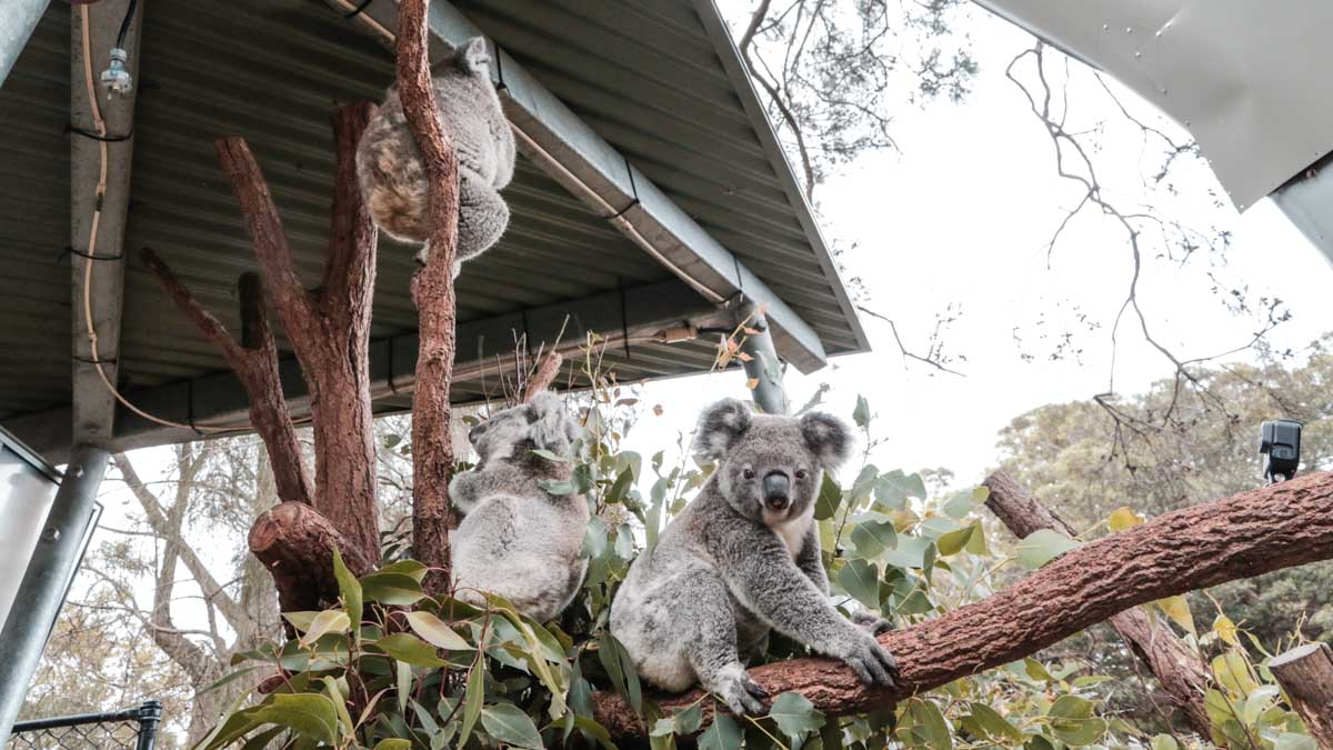 Koala taronga zoo - NSW Australia Road Trip Itinerary