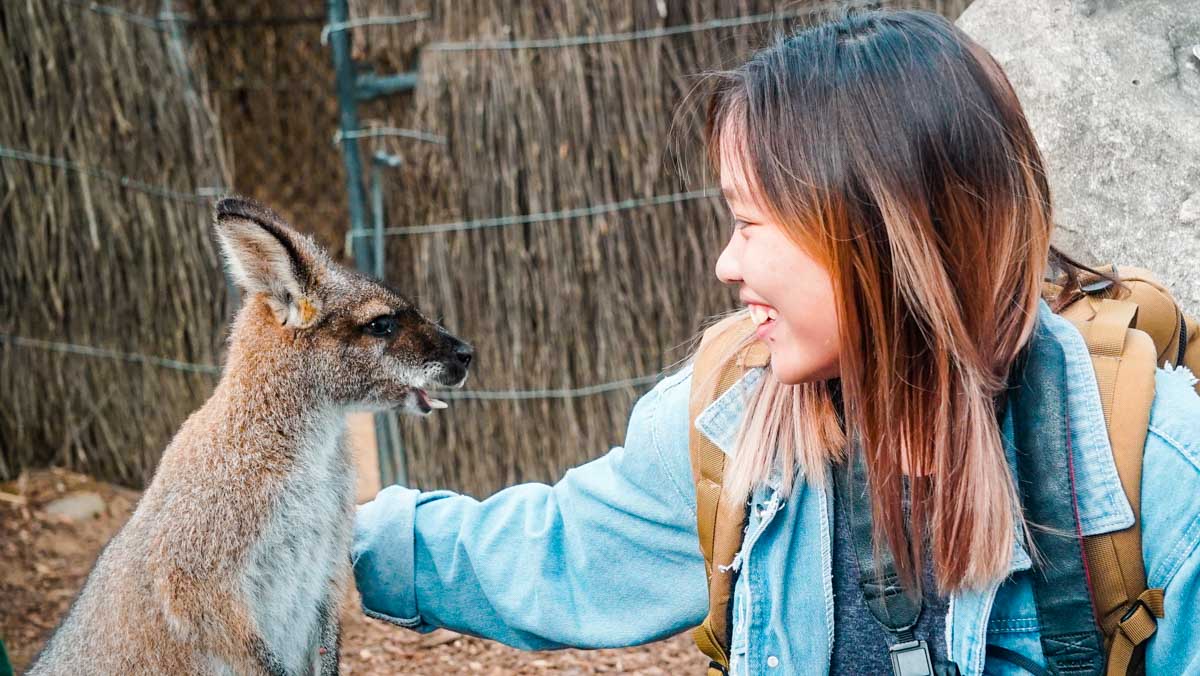 Wallaby interaction Taronga Zoo - NSW Australia Road Trip Itinerary