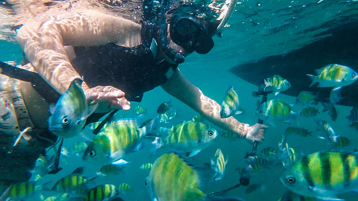 snorkelling with fish in phuket - voyager of the seas