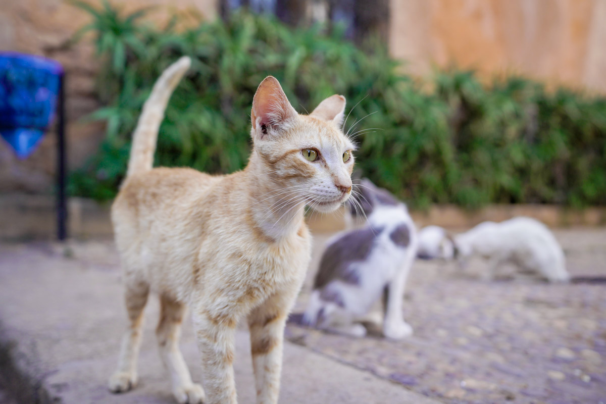 Cats at the Andalusian Gardens in Rabat - Morocco Itinerary