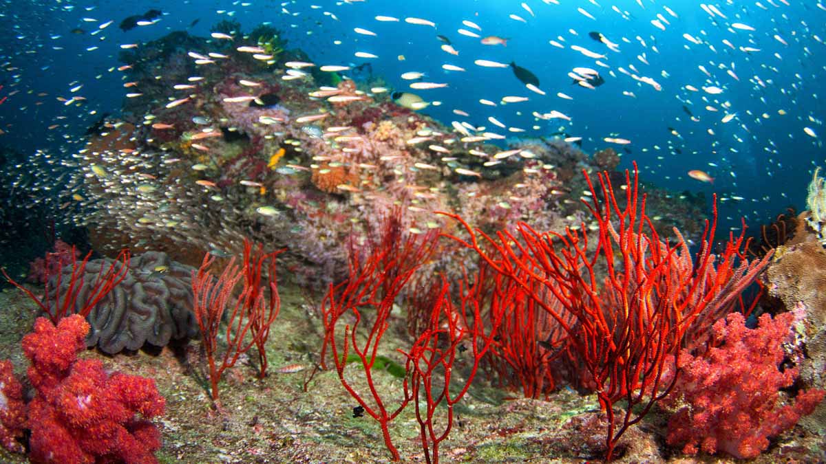 Coral reef with fishes - Phuket island hopping