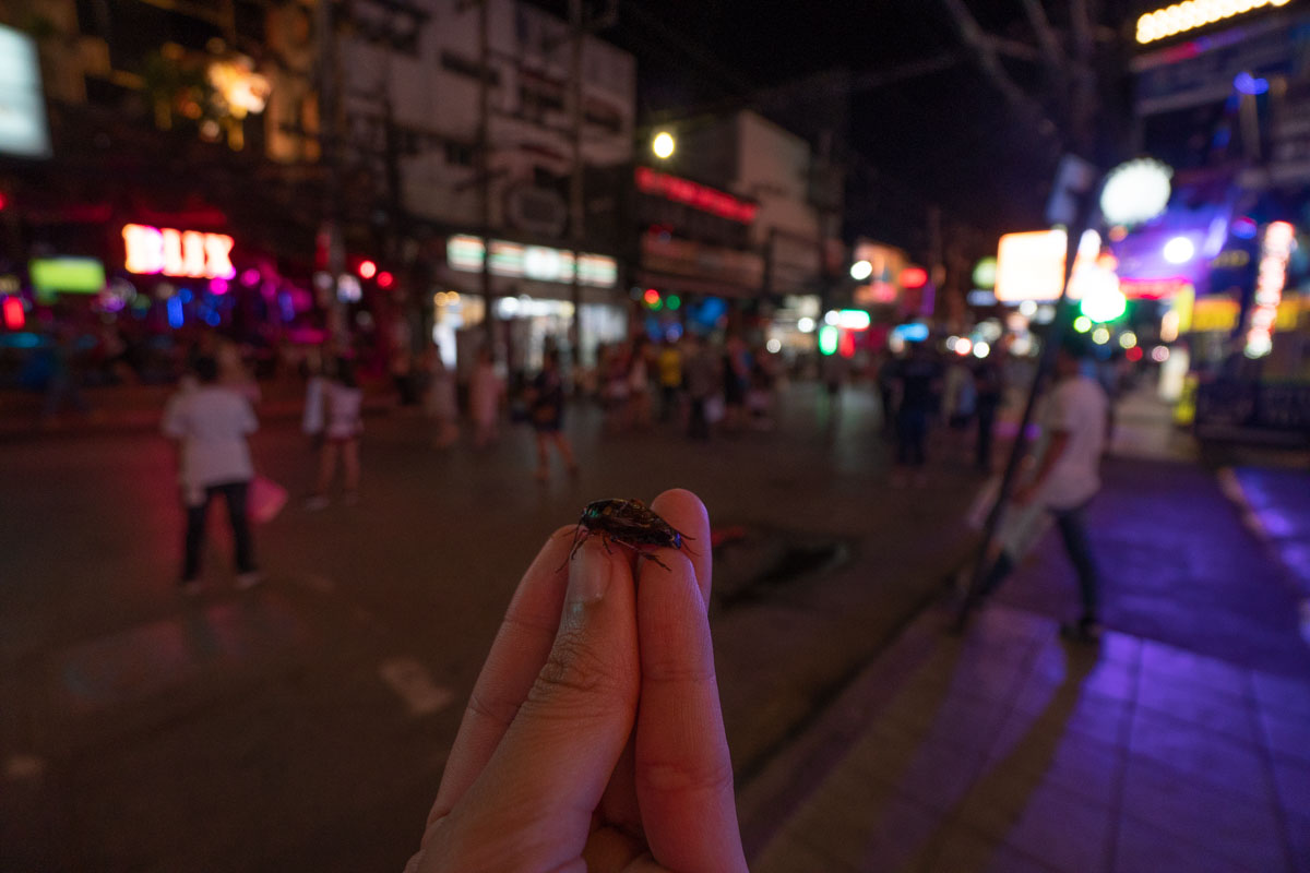 Crispy Cricket - Nightlife in Phuket