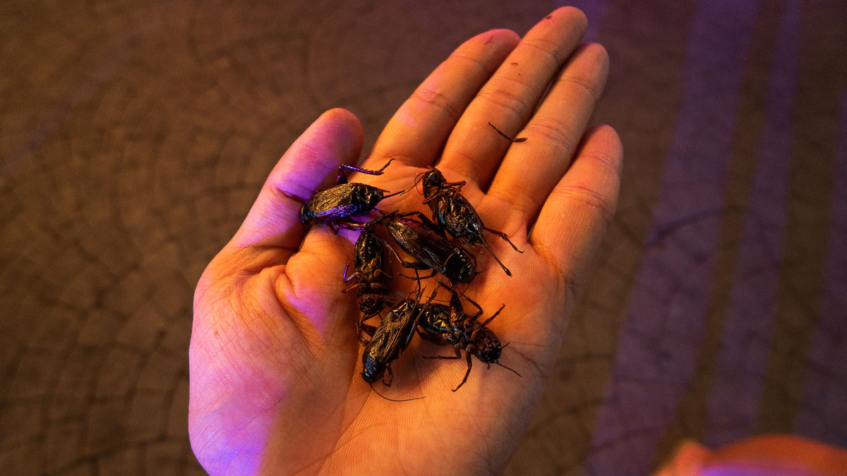 Nightlife Eating Fried Insects – Ultimate Phuket Guide