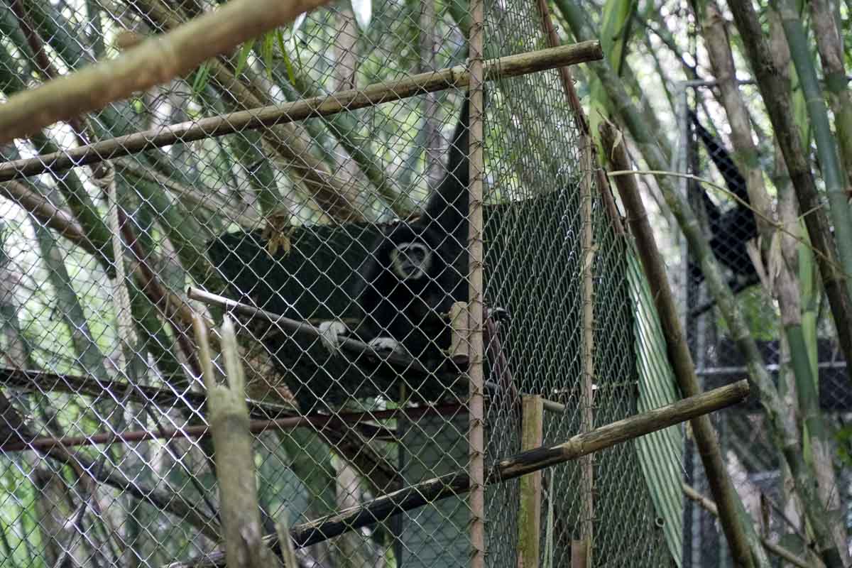 Gibbons Rehabilitation Centre - Cheap Things To Do in Phuket Under $20