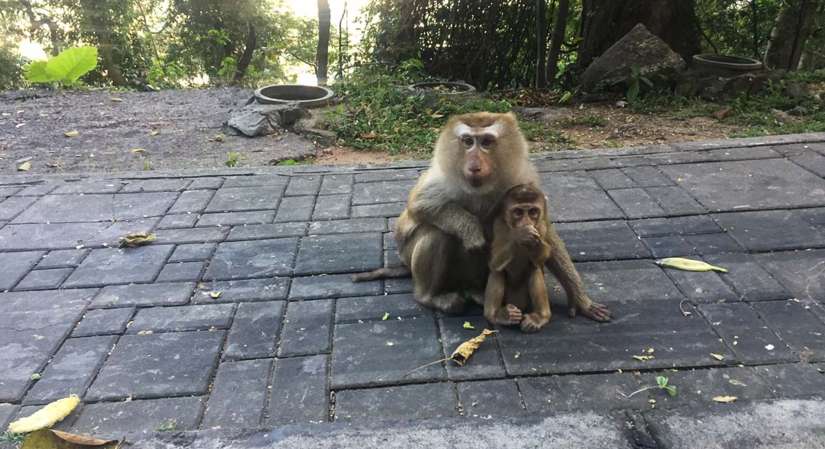 Monkeys at Monkey Hill - Non-mainstream Phuket Itinerary