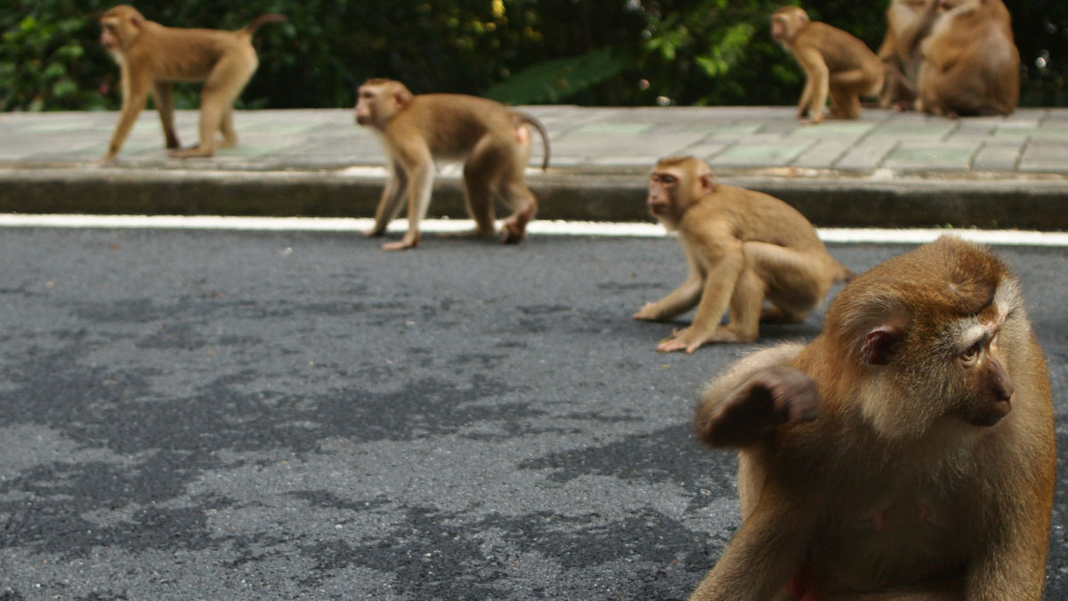 Monkey-Hill-Adventure-Phuket-Itinerary