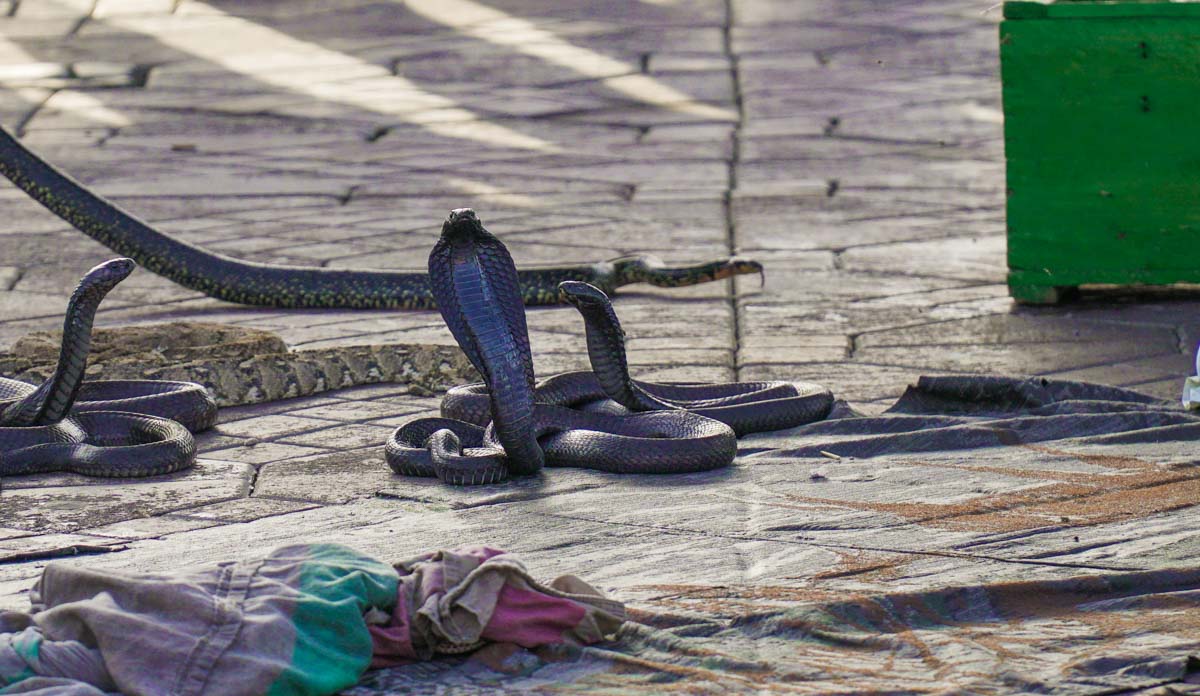 Snake Charmers Performing at Jemaa el-Fnaa in Marrakesh - Morocco Itinerary