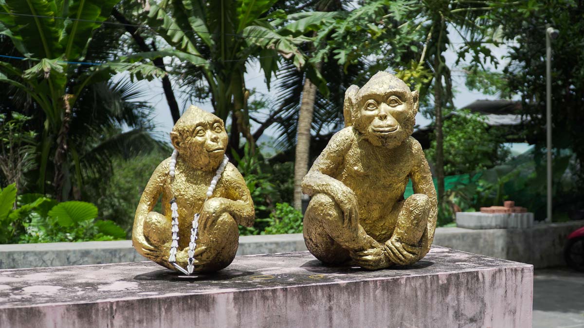 Golden Monkeys at Monkey Hill - Non-mainstream Phuket Itinerary