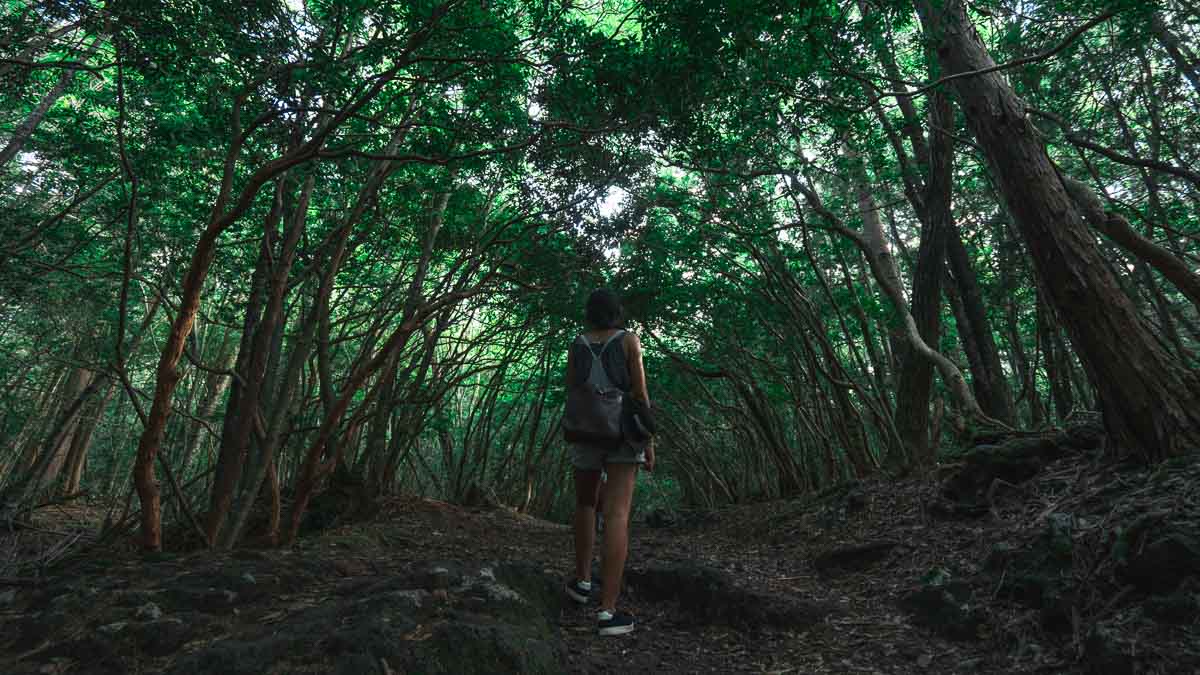 Climbing Mount Fuji - Aokigahara Forest Entrance